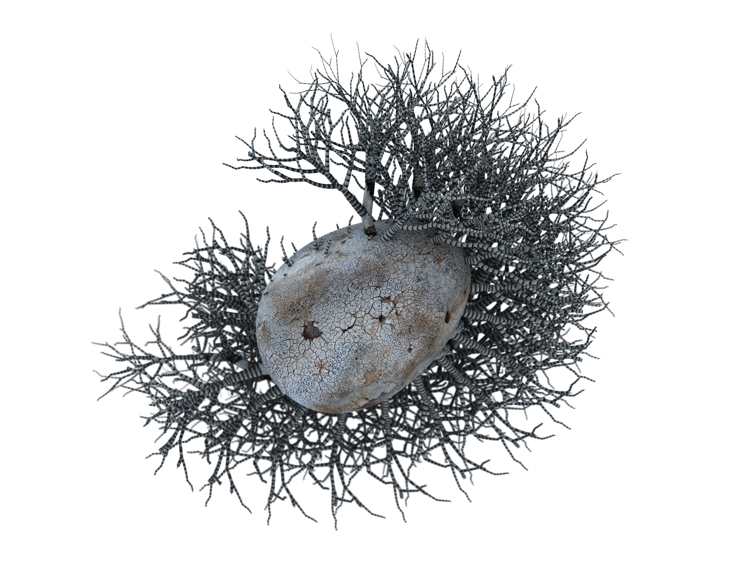 Neurocosmos - Sergio Sotomayor