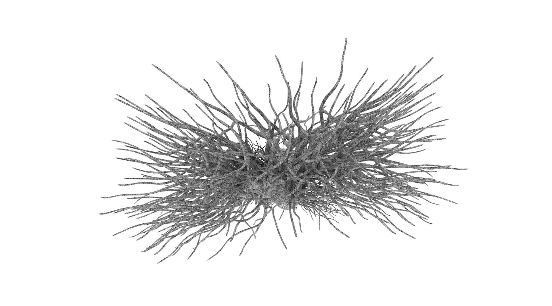 Neurocosmos - Sergio Sotomayor