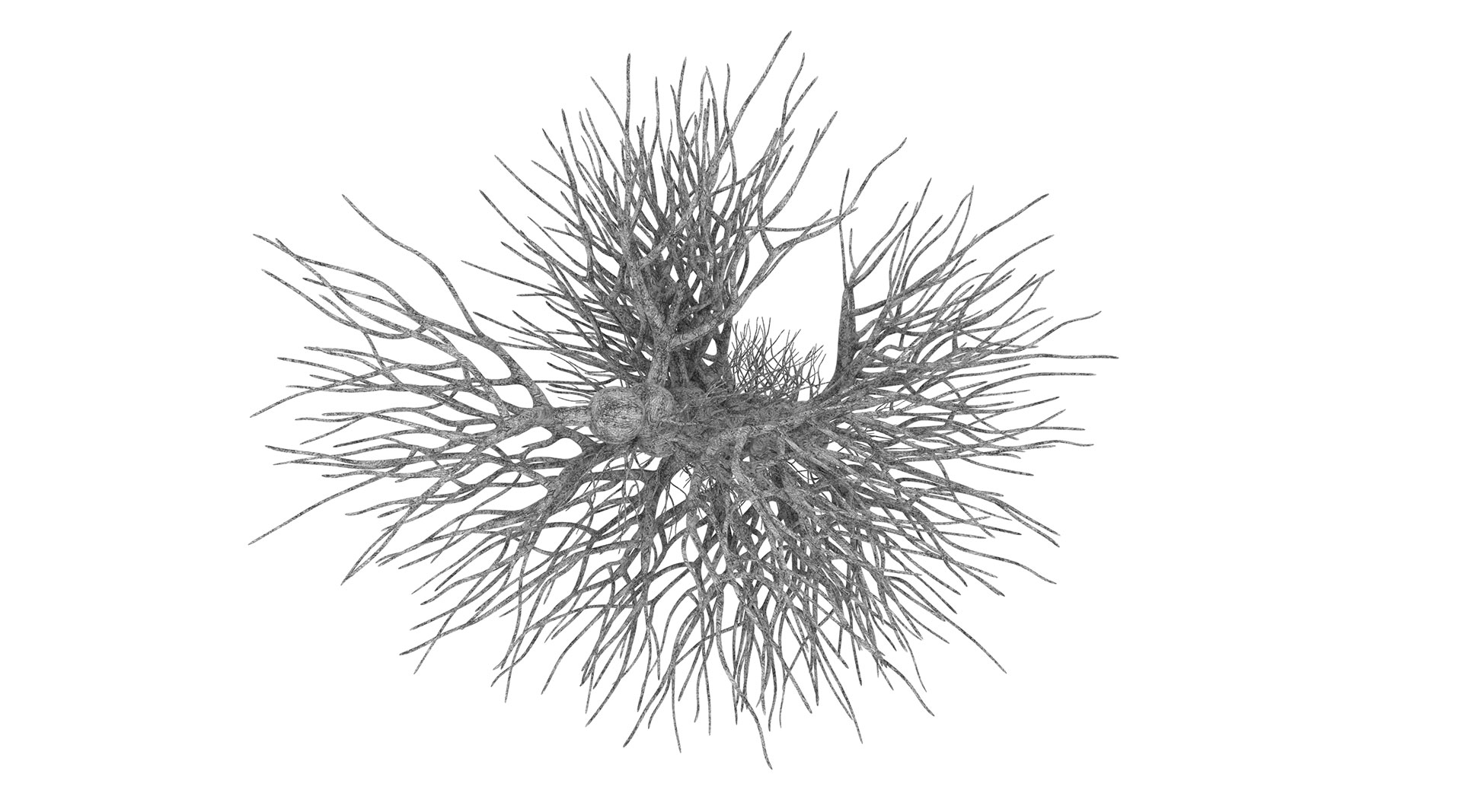 Neurocosmos - Sergio Sotomayor
