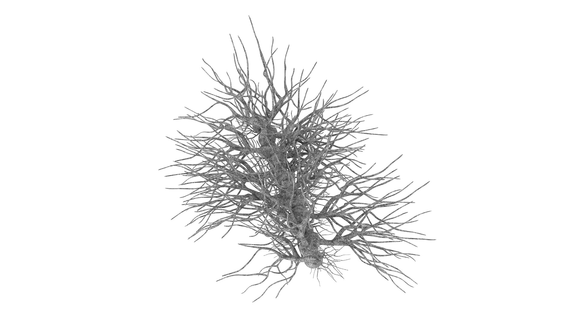 Neurocosmos - Sergio Sotomayor
