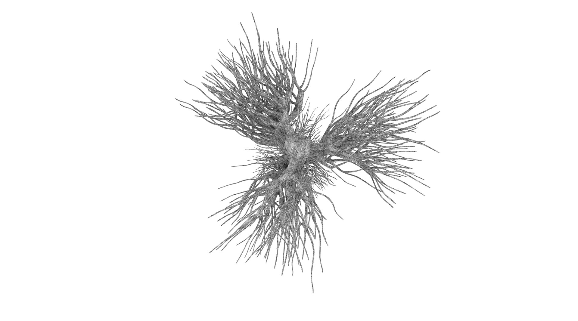 Neurocosmos - Sergio Sotomayor