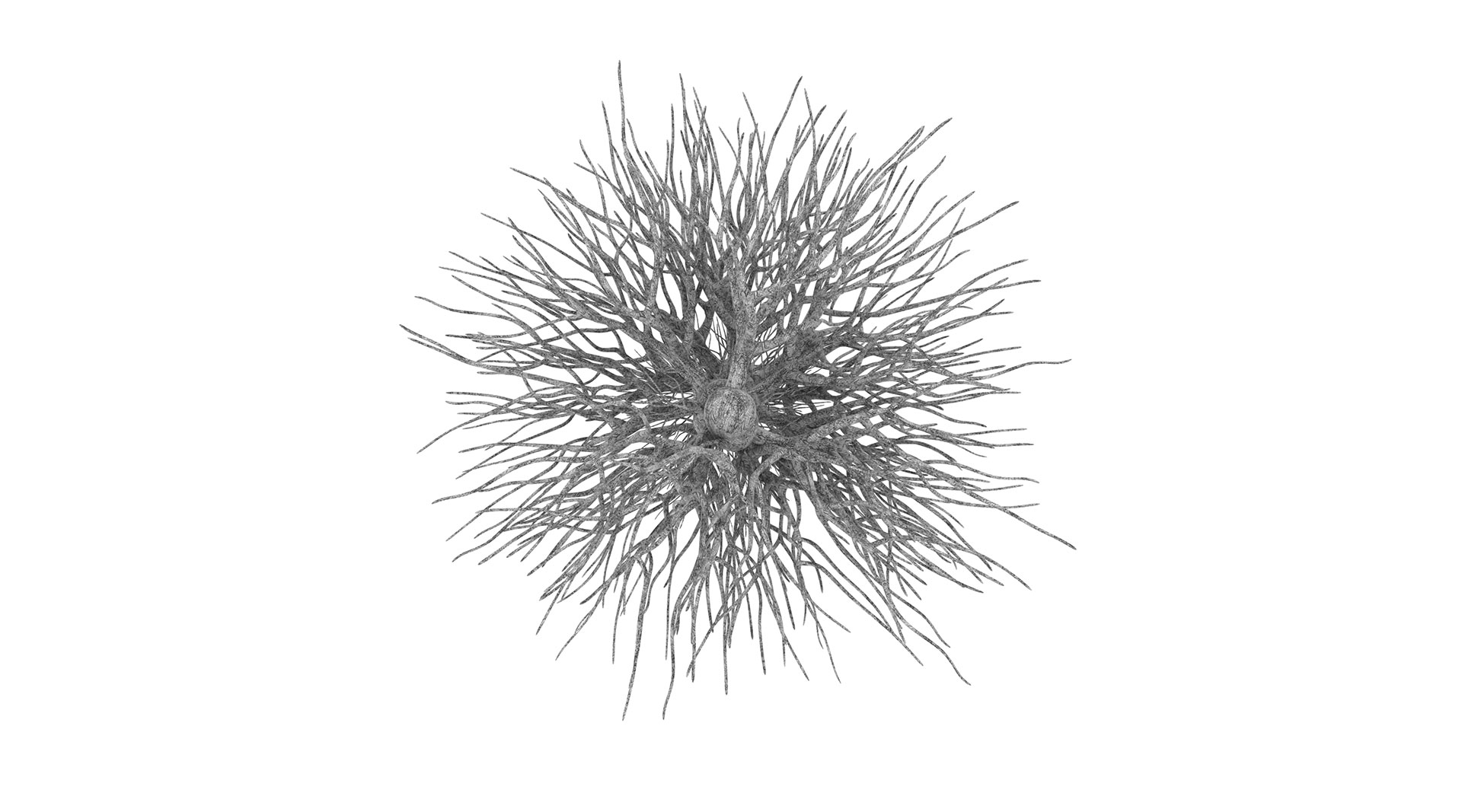 Neurocosmos - Sergio Sotomayor